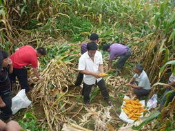 元阳县农产品信息网 鲜活水产品全攻略