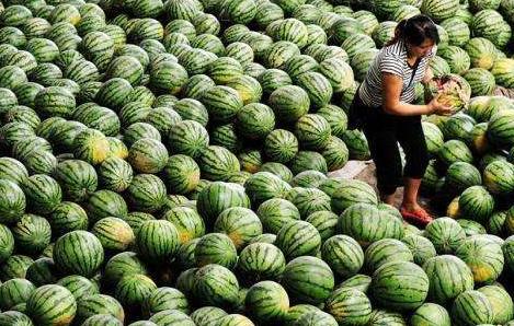 农产品冷链物流的“首尾一公里”困境与突围