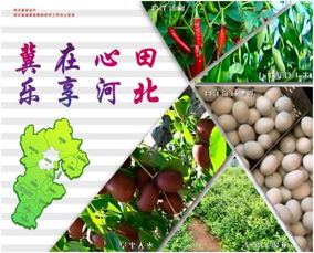 冀水跃金 河北农业以特色水产品区域品牌助推产业升级