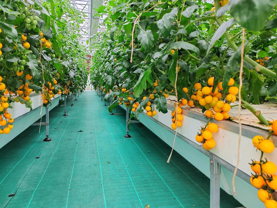 零农残七彩小番茄 优质农产品的天花板，为鲜活水产品赋能